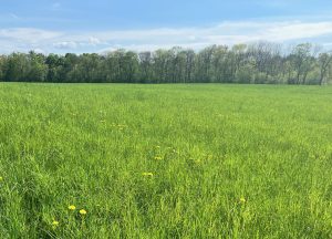 Class A Biosolids revitalized this NH hayfield.